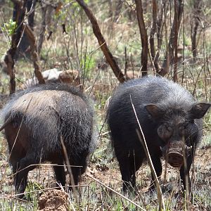 Giant Forest Hog in CAR