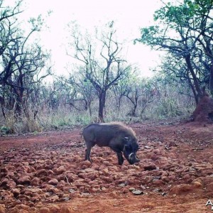 Warthog CAR