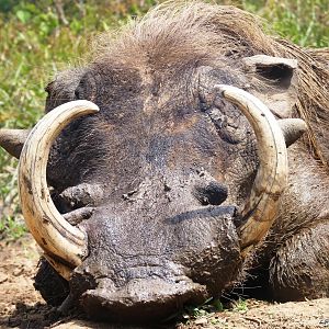 Warthog CAR