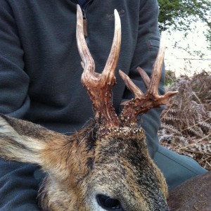 Unusual Roe Buck