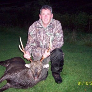 Sika Stag - North Scotland