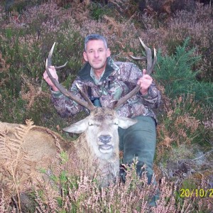 Red Stag - North Scotland