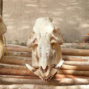 Skulls of Warthog, Red river hog and Giant forest hog