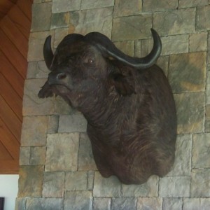 Buffalo