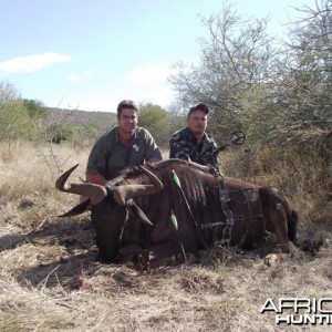 Blue Wildebeest with NUHS