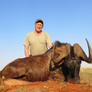 Black Wildebeest South Africa