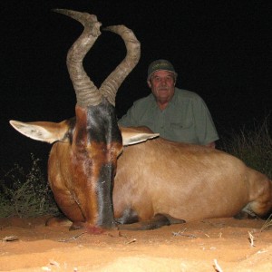 Red Hartebeest