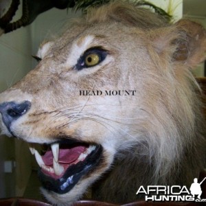 Lion head mount Nyaka Taxidermy