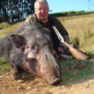 Bushpig Kwazulu Natal