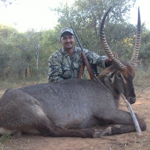 Waterbuck 27.75 inch