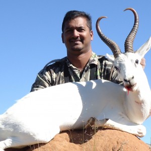 White Springbok