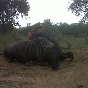 Blue Wildebeest