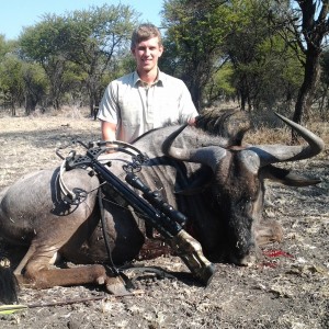 Blue Wildebeest