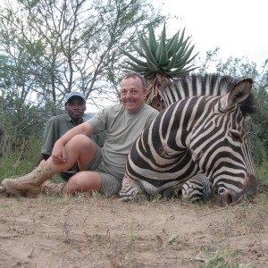 Plains Zebra