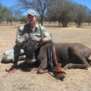 Black Wildebeest (White tailed Gnu)