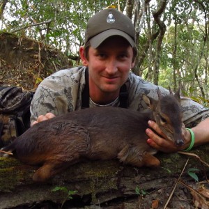 Blue Duiker