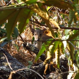 Blue duiker in the miombo