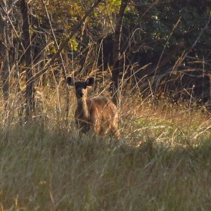 Forest Sitatunga female