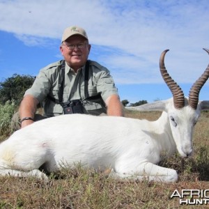 White Springbok