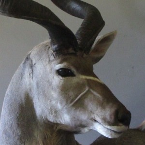 Kudu Mount