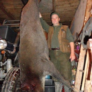 Wild boar hunt Slovakia