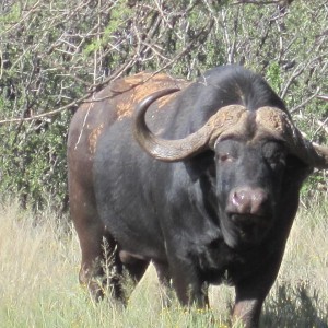 Buffalo