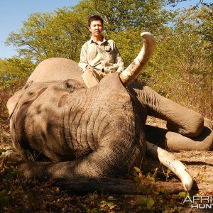 Botswana Elephant - 2