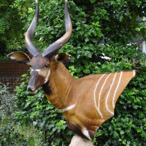 Bongo mount