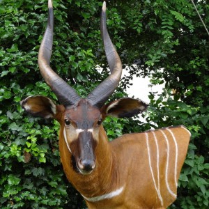 Bongo mount