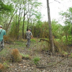 HUNTING ALLIGATOR