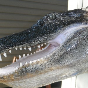 ALLIGATOR MOUNT