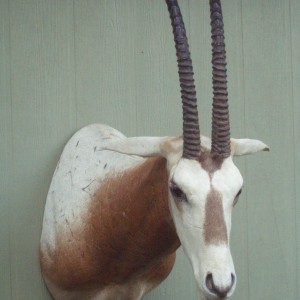 SCIMITAR ORYX MOUNT