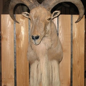 AOUDAD MOUNT