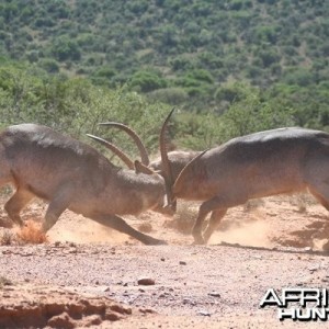 Waterbuck Bulls Fighting