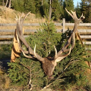 RED STAG HUNTING IN ROMANIA