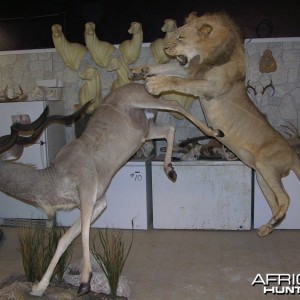 Taxidermy