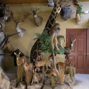 Taxidermy