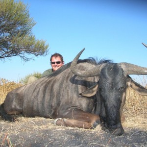 Blue Wildebeest