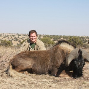 Black Wildebeest