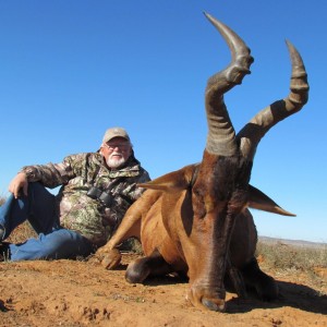 Hartebeest