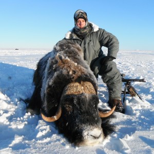 Alaska Muskox