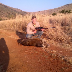 bush pig hunt