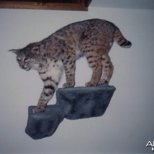 Bobcat mount