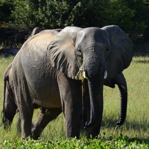 Ele Cow, Omay North, Zimbabwe