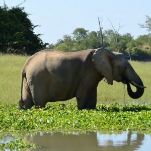 Ele Cow, Omay North, Zimbabwe