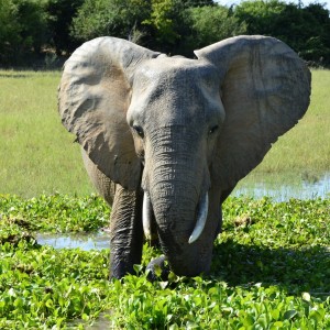 Ele Cow, Omay North, Zimbabwe