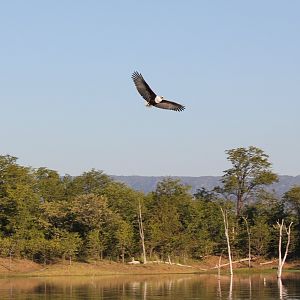 Fish Eagle, Lake Kariba