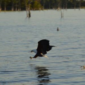 Fish Eagle, Lake Kariba