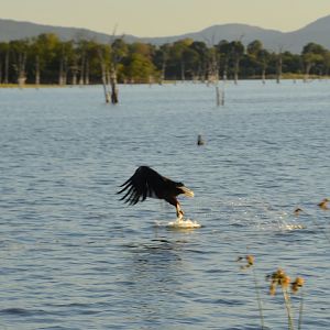 Fish Eagle, Lake Kariba