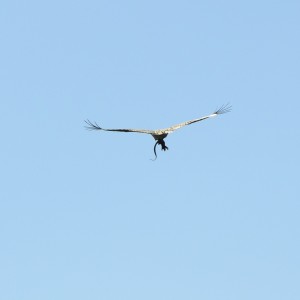 Martial Eagle with Water Monitor Lizard, Omay North